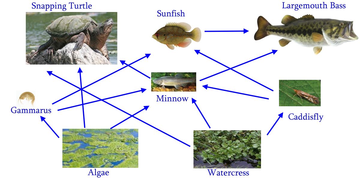 Sea Turtle Food Chain Diagram